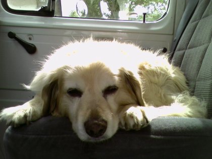 Sleepy Passenger