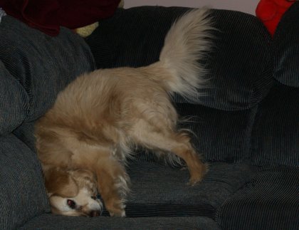 BJ head-butting the living room sofa - 2007-04-17
