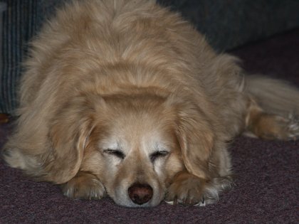 BJ Fast Asleep on the floor, his head resting between his two front paws