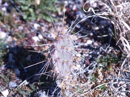 A Cactus