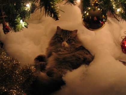 Creature of Comfort