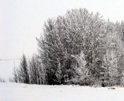 Snowbush