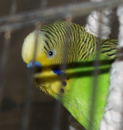 My bird pecking the couch