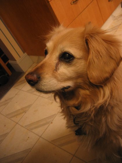 Faithful Friend