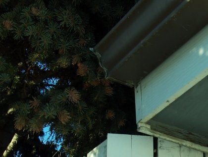 Pine Cone Corner