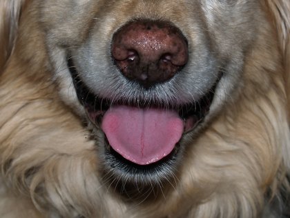 Puppy's Grin