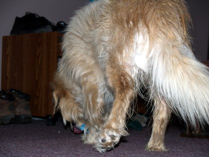 The Puppy Leaving and Licking