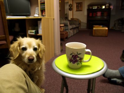 Puppy Wanting Tea