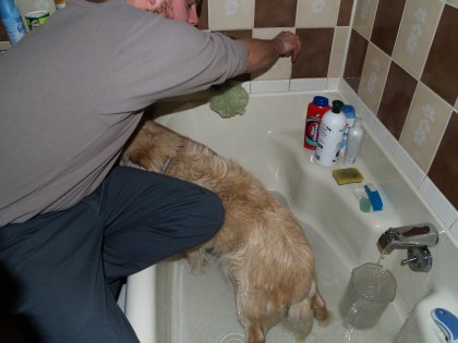Puppy getting a bath