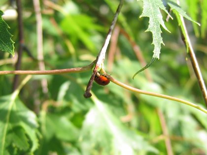 This ladybug was crawling on my tree