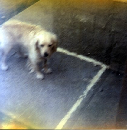 My puppy at the back corner of the house