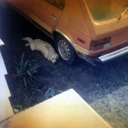 BJ resting in the shade of our orange Dodge Omni
