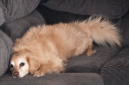 Couch Digger