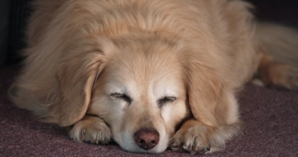Sleepin Puppy