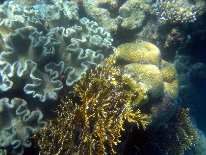 Coral