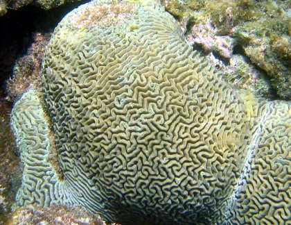 Coral
