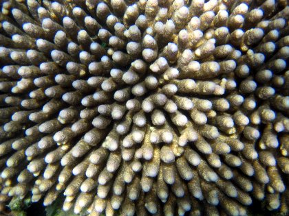 Coral