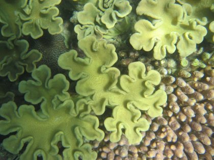 Coral