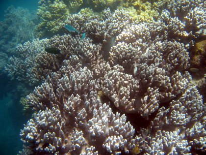 Coral