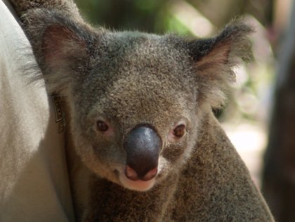A Koala