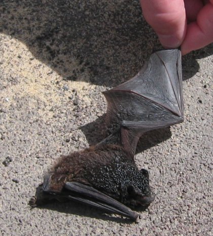 Bat Wing