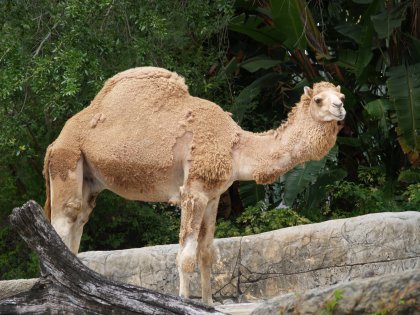 Camel