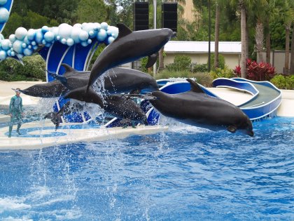 Flying Dolphins