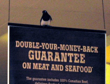 Magpie atop another sign