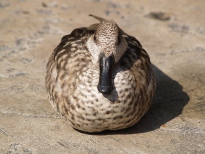 One ball of duck