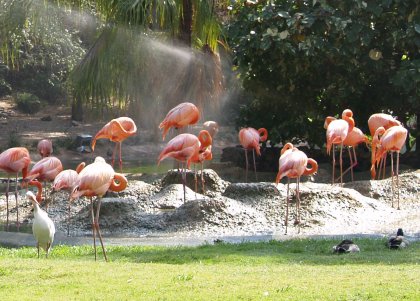 Flamingo Park