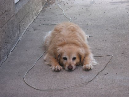 Flat Puppy