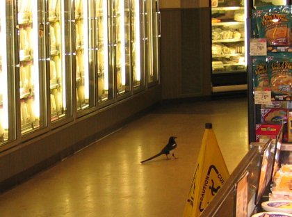 Magpie in the Milk Isle