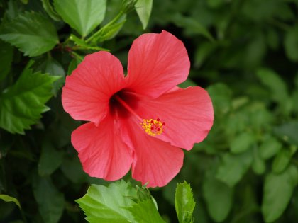 Red Flower
