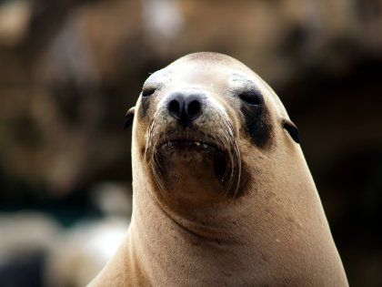Sea Lion posing