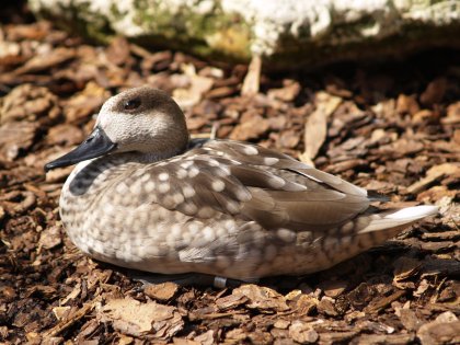 Sitting Duck