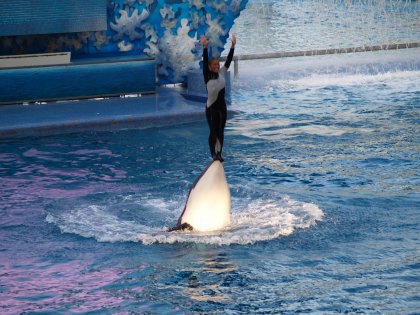 Standing on a killer whale