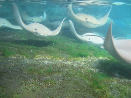 The Stingrays are coming!