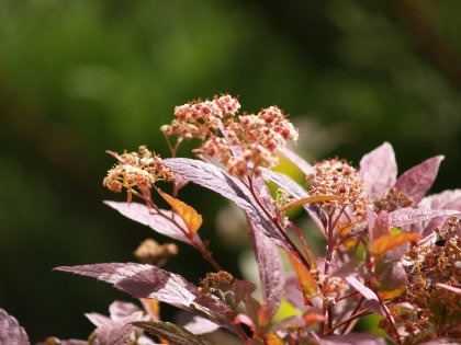 Little flowers
