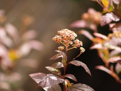 More little flowers