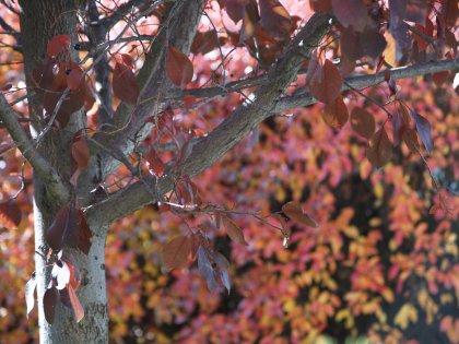 Uncle Jim's Tree
