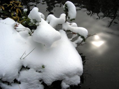 Lakeside Snowtree
