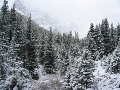 Mountain Mist