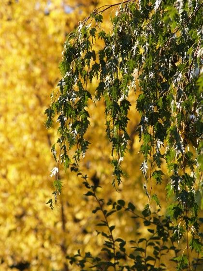 Contrasting Leaf Colors