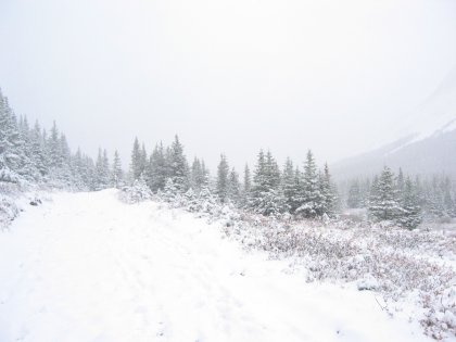Snowy Trail