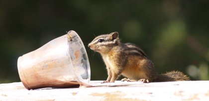 Do not feed the wildlife chocolate ice cream
