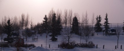 Frozen Trees