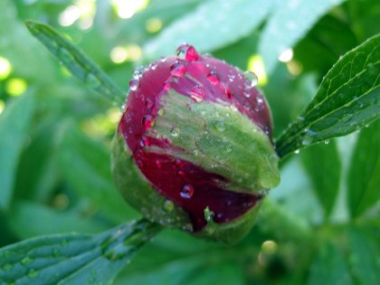 Damp Peanie ready to burst forth in flower