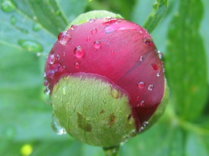 Peanie ball zoomed