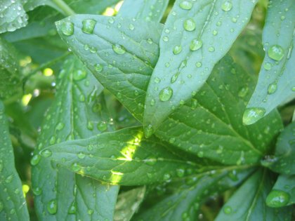 Misted leaves