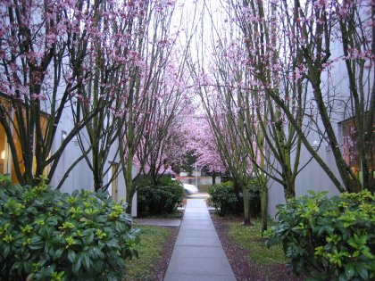 Yet another example of spring in Seattle